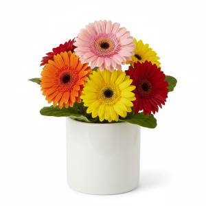 bunga Gerbera (Daisy) segar