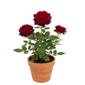 mawar segar berkualitas